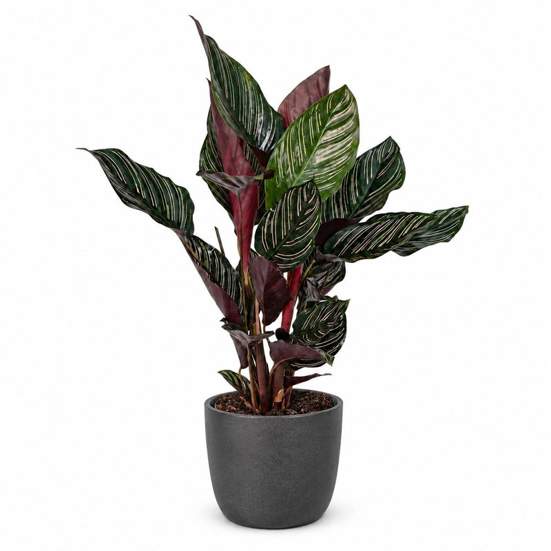 Calathea Ornata Detail
