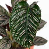 Calathea Ornata, Nahaufnahme Blatt