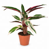 Calathea Triostar (70cm, Ø19cm) im Kulturtopf