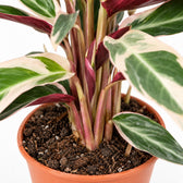 Calathea Triostar, Nahaufnahme Wuchs und Triebansatz