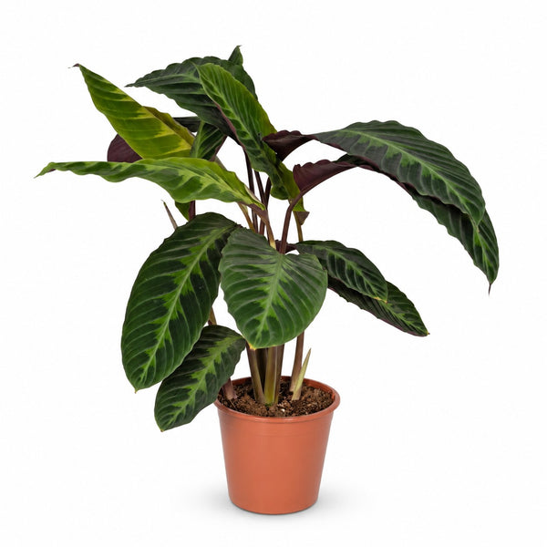 Calathea Warscewiczii (70cm, Ø19cm) im Kulturtopf