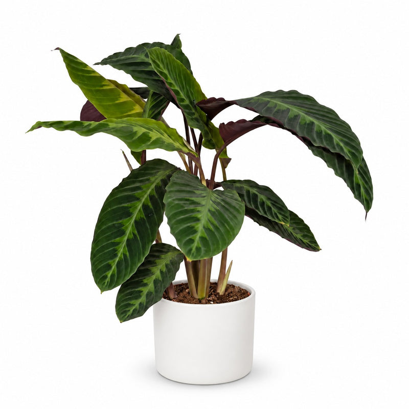Calathea Warscewiczii Detail