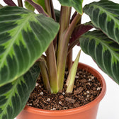 Calathea Warscewiczii, Nahaufnahme Wuchs und Triebansatz