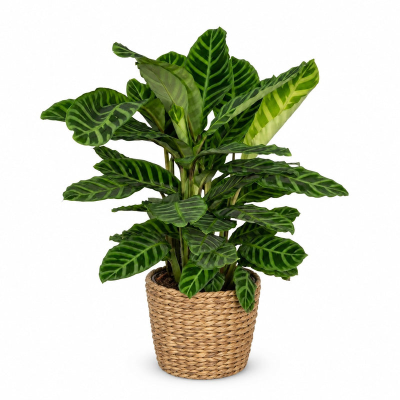 Calathea Zebrina Detail