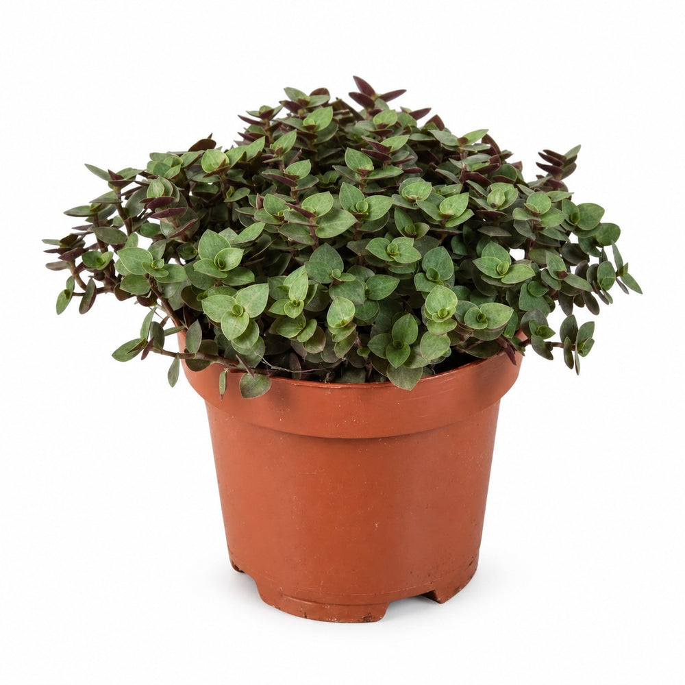 Calissia Repens (17cm, Ø12cm) im Kulturtopf