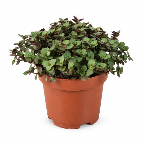Calissia Repens (17cm, Ø12cm) im Kulturtopf