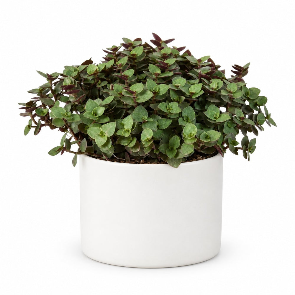 Calissia Repens (17cm, Ø12cm), Stylingbeispiel im Übertopf (Übertopf nicht enthalten)