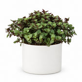 Calissia Repens (17cm, Ø12cm), Stylingbeispiel im Übertopf (Übertopf nicht enthalten)