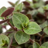Calissia Repens, Nahaufnahme Blatt