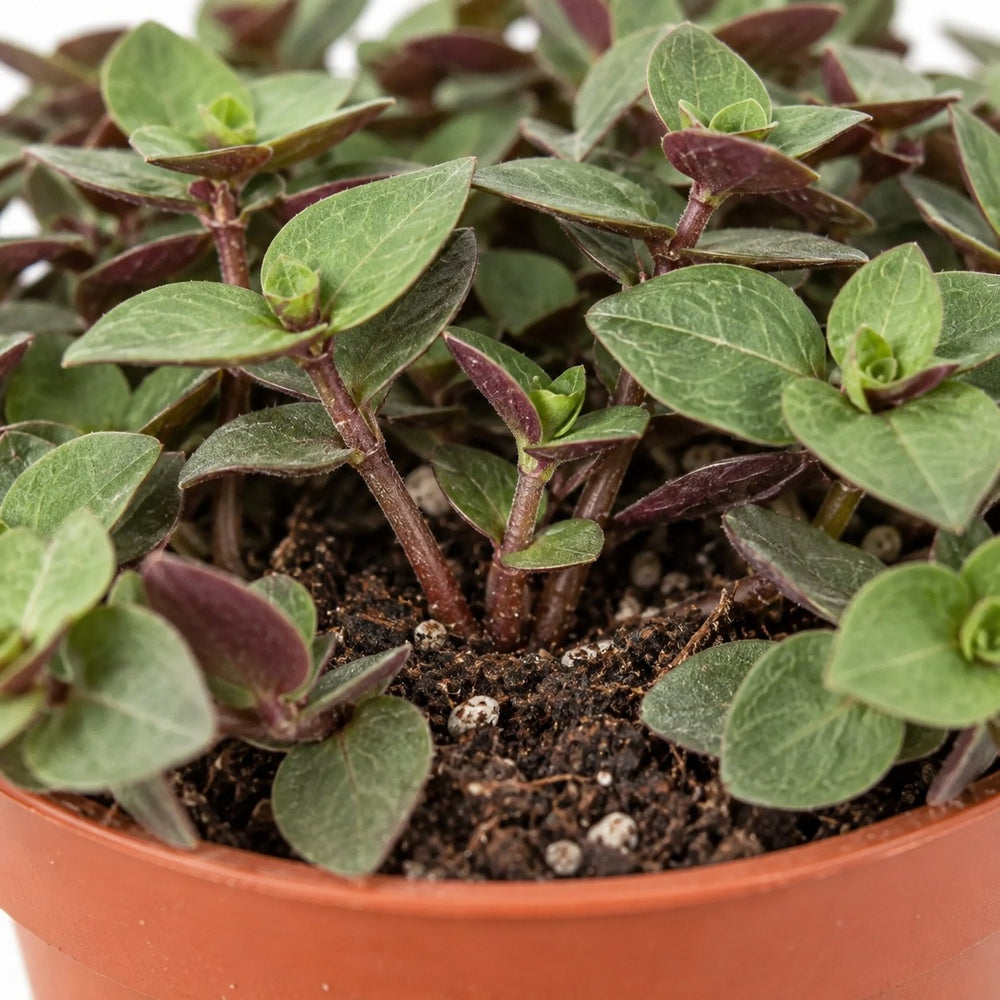 Calissia Repens, Nahaufnahme Wuchs und Triebansatz