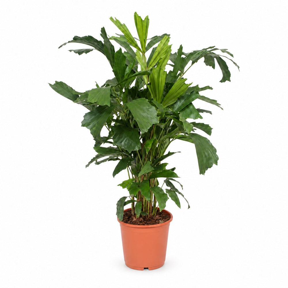 Fischschwanzpalme (Caryota Mitis) (110cm, Ø24cm) im Kulturtopf