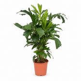 Fischschwanzpalme (Caryota Mitis) (110cm, Ø24cm) im Kulturtopf