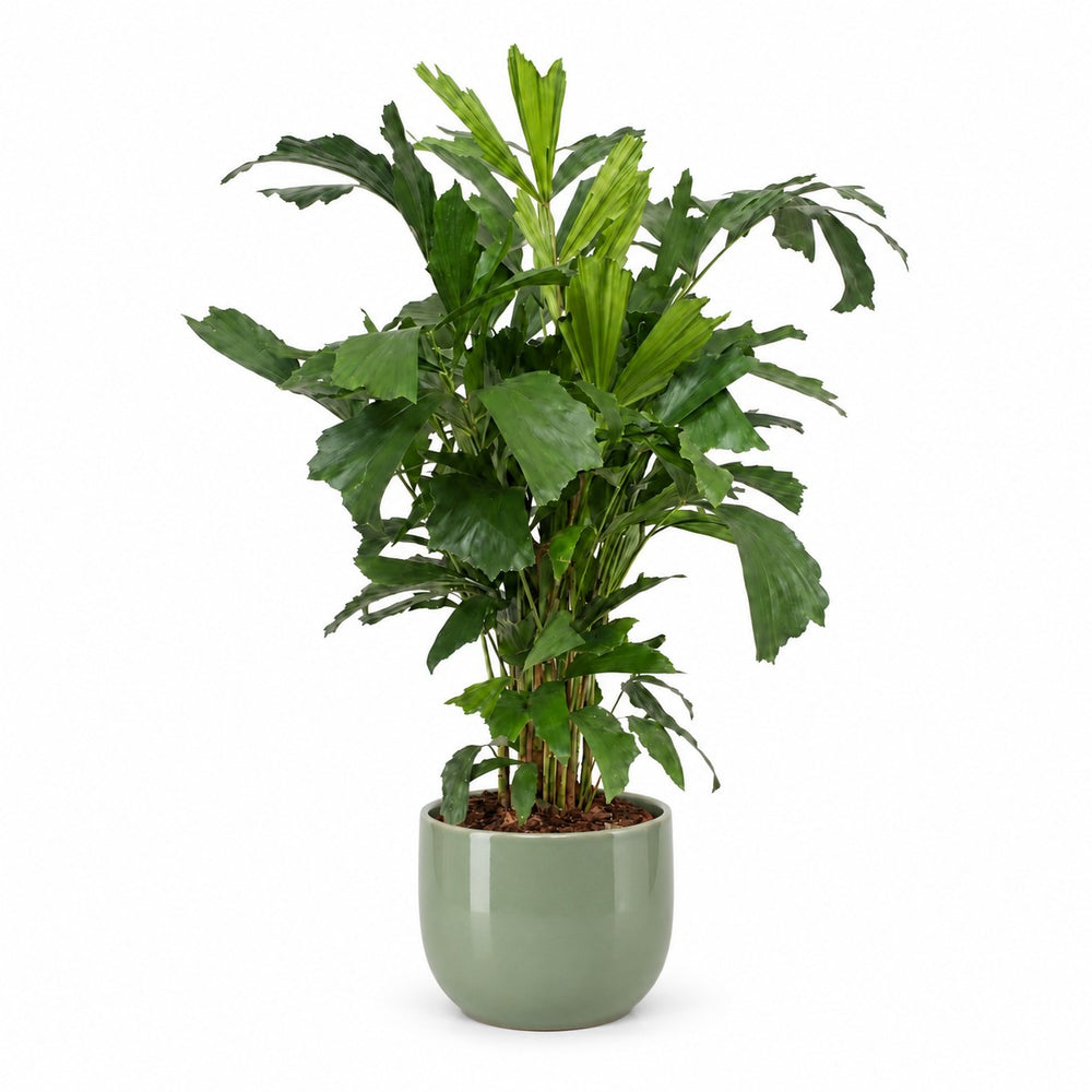 Fischschwanzpalme (Caryota Mitis) (110cm, Ø24cm), Stylingbeispiel im Übertopf (Übertopf nicht enthalten)