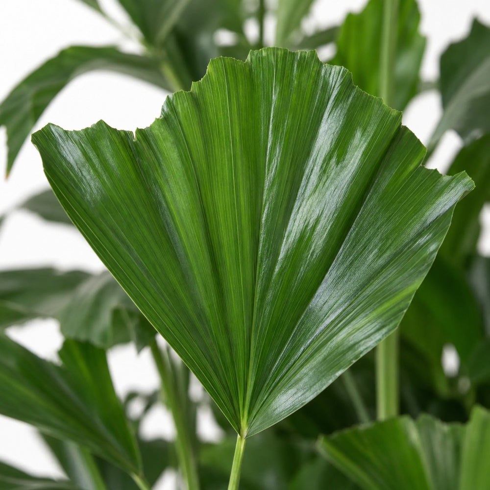 Fischschwanzpalme (Caryota Mitis), Nahaufnahme Blatt