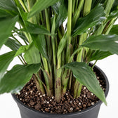 Fischschwanzpalme (Caryota Mitis), Nahaufnahme Wuchs und Triebansatz