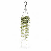 Ceropegia Woodii hängend - 50cm im Kulturtopf