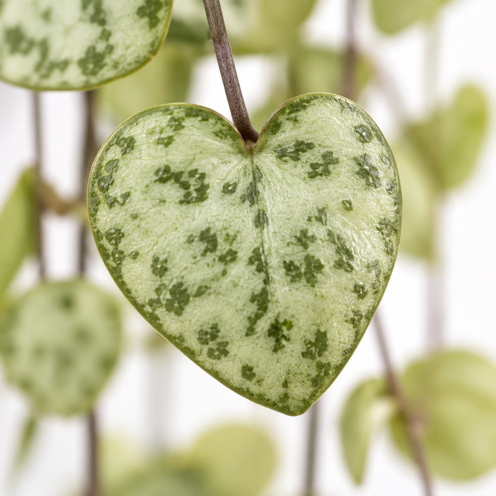 Ceropegia Woodii hängend, Nahaufnahme Blatt