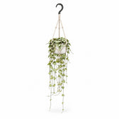 Ceropegia Woodii hängend - 50cm, Stylingbeispiel im Übertopf (Übertopf nicht enthalten)