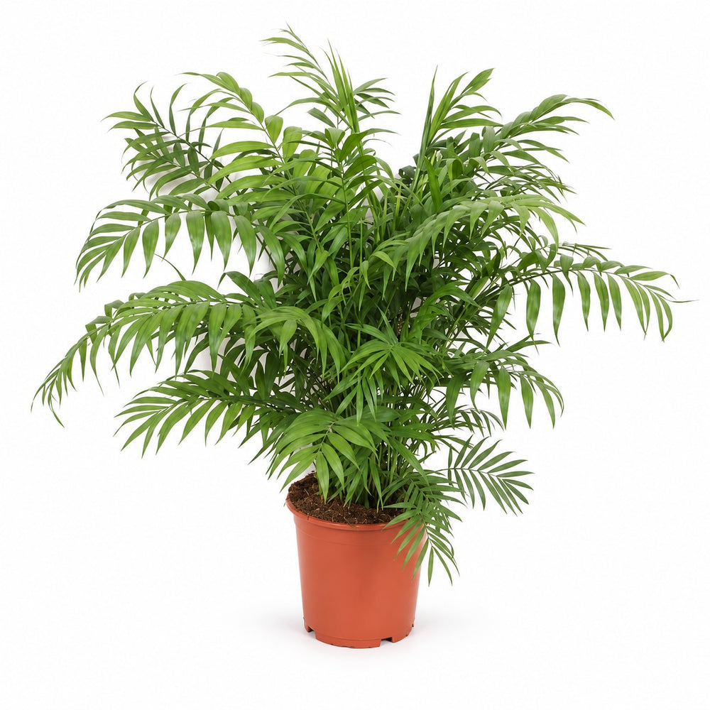 Chamaedorea Elegans - 100cm im Kulturtopf