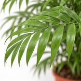Chamaedorea Elegans, Nahaufnahme Blatt