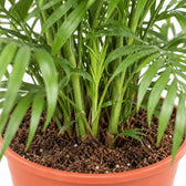 Chamaedorea Elegans, Nahaufnahme Wuchs und Triebansatz