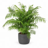 Chamaedorea Elegans - 100cm, Stylingbeispiel im Übertopf (Übertopf nicht enthalten)
