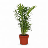 Chamaedorea Elegans (40cm, Ø12cm) im Kulturtopf