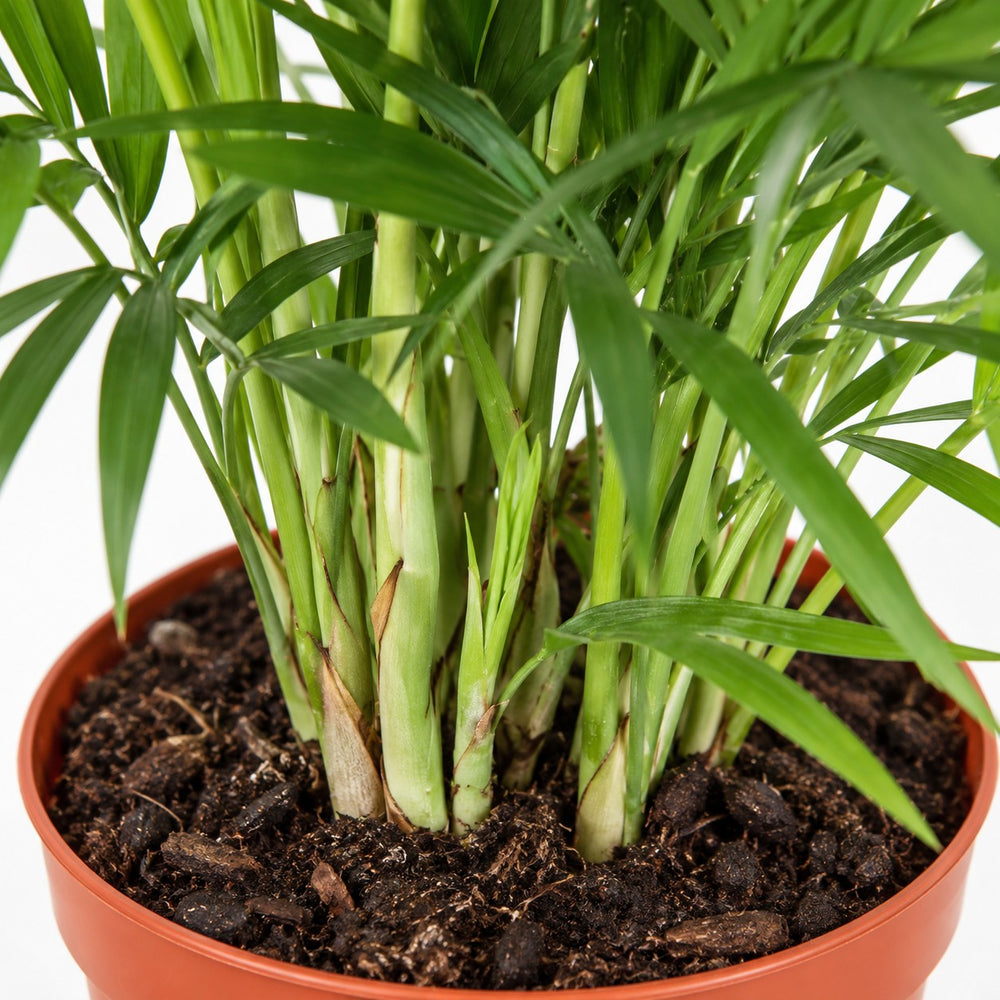 Chamaedorea Elegans (40cm, Ø12cm), Nahaufnahme Wuchs und Triebansatz