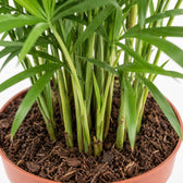 Chamaedorea Elegans (40cm, Ø17cm), Nahaufnahme Wuchs und Triebansatz