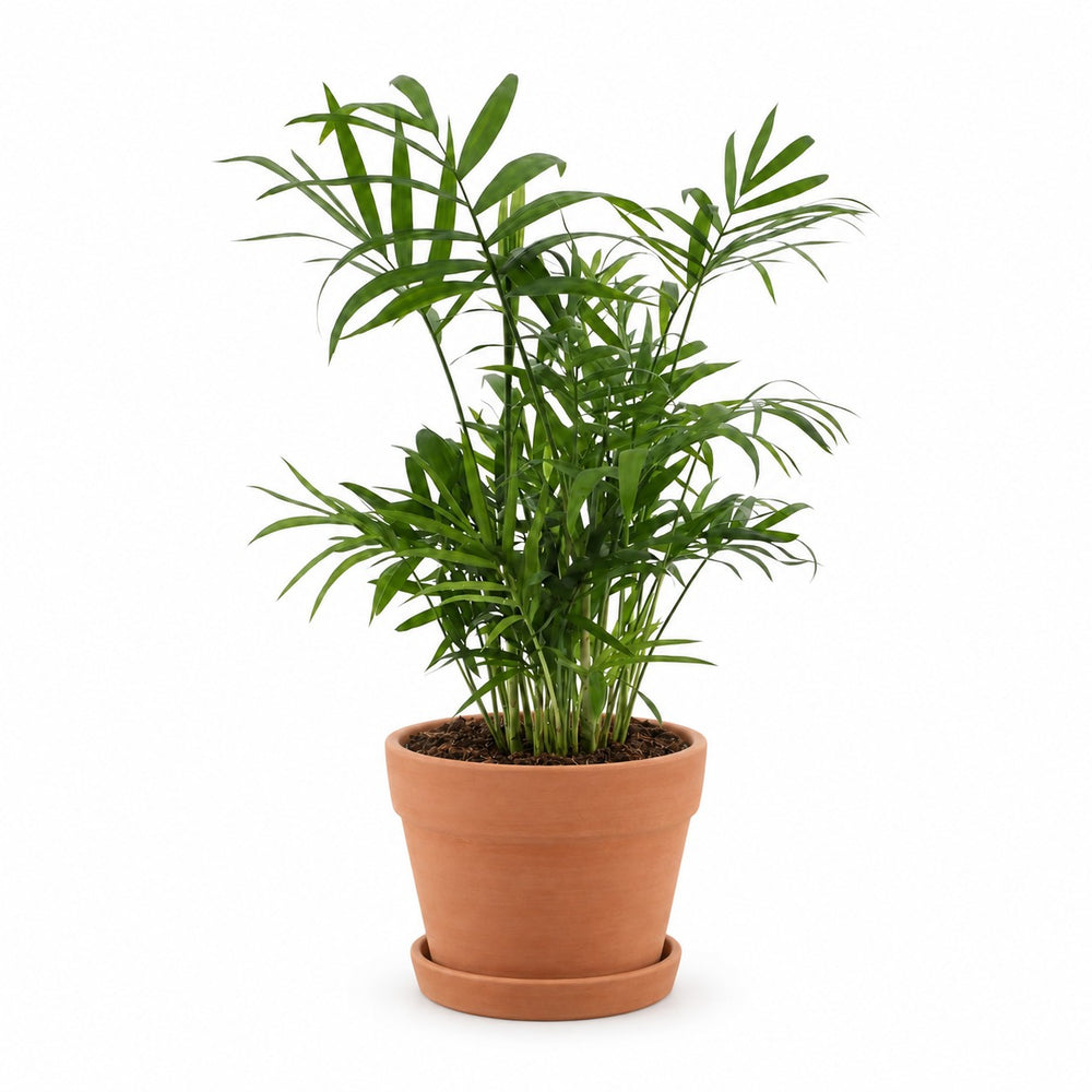 Chamaedorea Elegans (40cm, Ø17cm), Stylingbeispiel im Übertopf (Übertopf nicht enthalten)