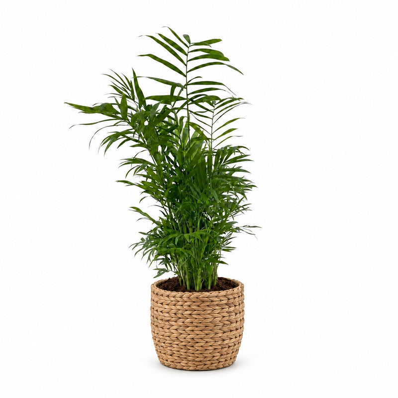 Chamaedorea Elegans - 50cm Detail
