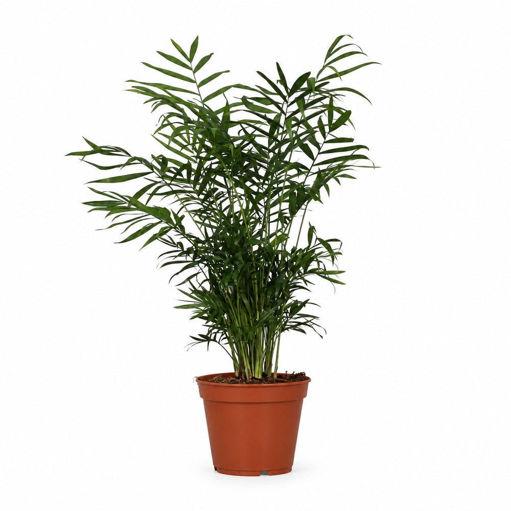 Chamaedorea Elegans (55cm, Ø17cm) im Kulturtopf