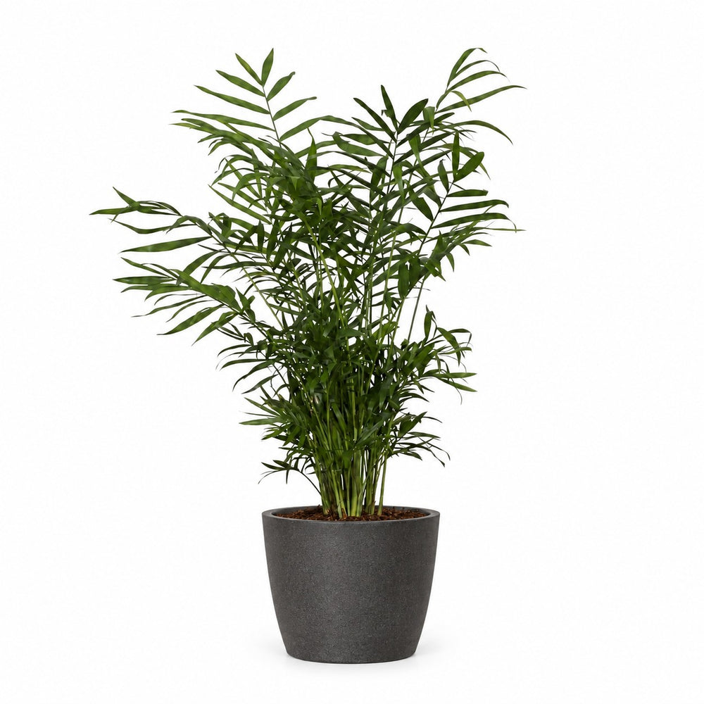 Chamaedorea Elegans (55cm, Ø17cm), Stylingbeispiel im Übertopf (Übertopf nicht enthalten)
