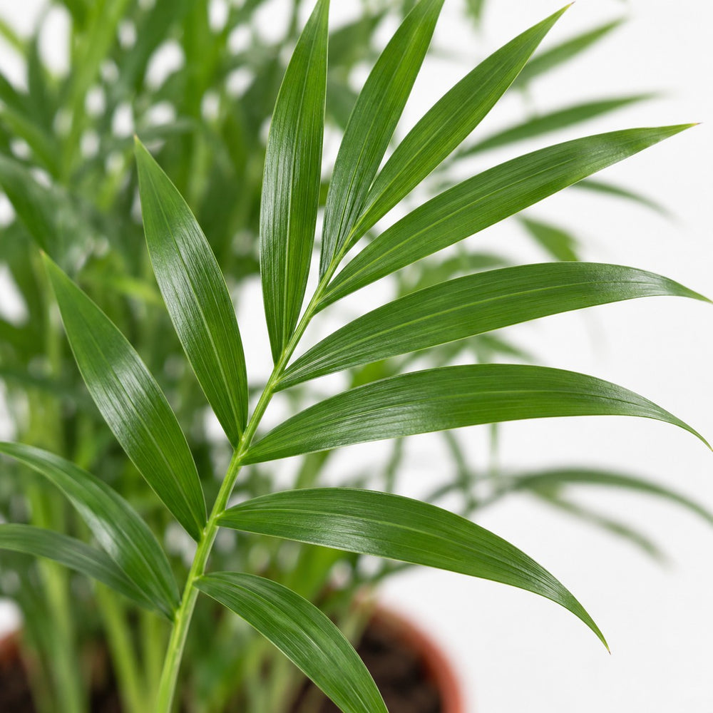Chamaedorea Elegans Bergpalme, Nahaufnahme Blatt