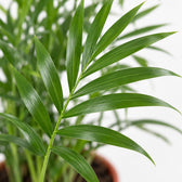 Chamaedorea Elegans Bergpalme, Nahaufnahme Blatt
