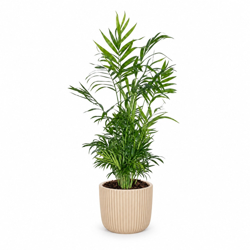 Chamaedorea Elegans Bergpalme - 55cm, Stylingbeispiel im Übertopf (Übertopf nicht enthalten)