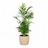 Chamaedorea Elegans Bergpalme - 55cm, Stylingbeispiel im Übertopf (Übertopf nicht enthalten)