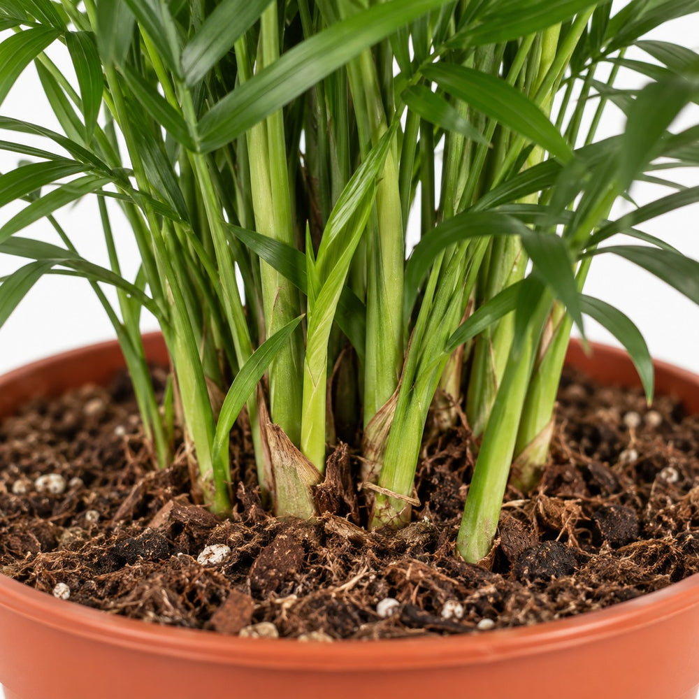 Chamaedorea Elegans, Nahaufnahme Wuchs und Triebansatz