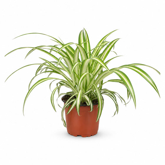 Chlorophytum
