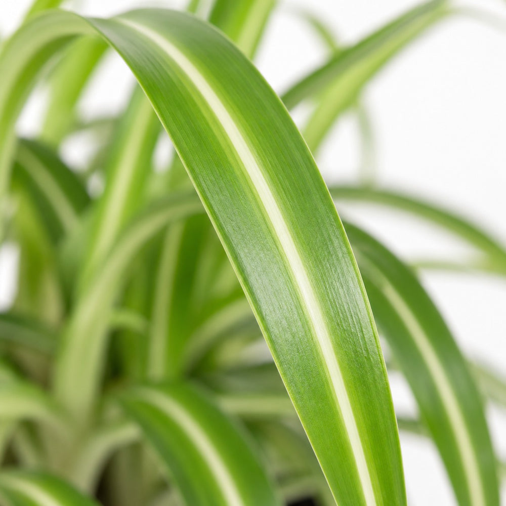 Chlorophytum Comosum Bonnie, Nahaufnahme Blatt