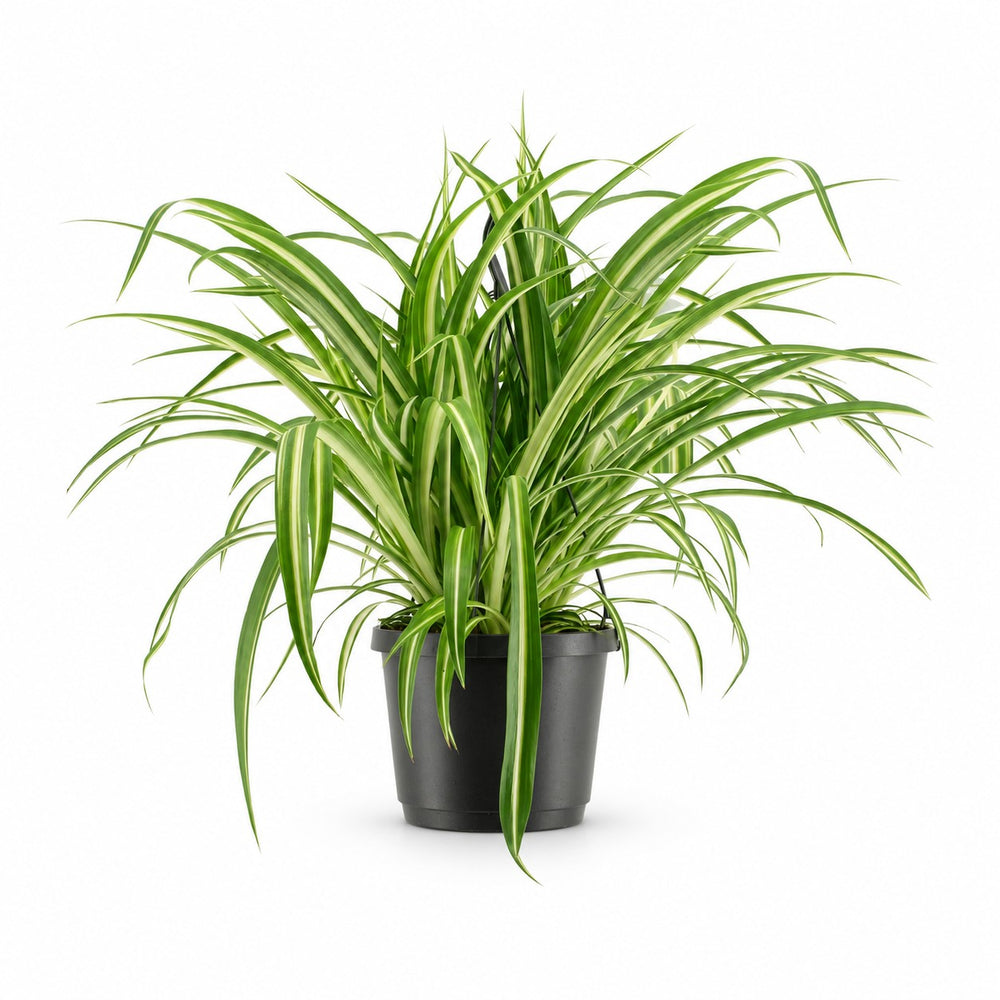 Chlorophytum Comosum Variegatum (30cm, Ø17cm) im Kulturtopf
