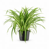 Chlorophytum Comosum Variegatum (30cm, Ø17cm) im Kulturtopf