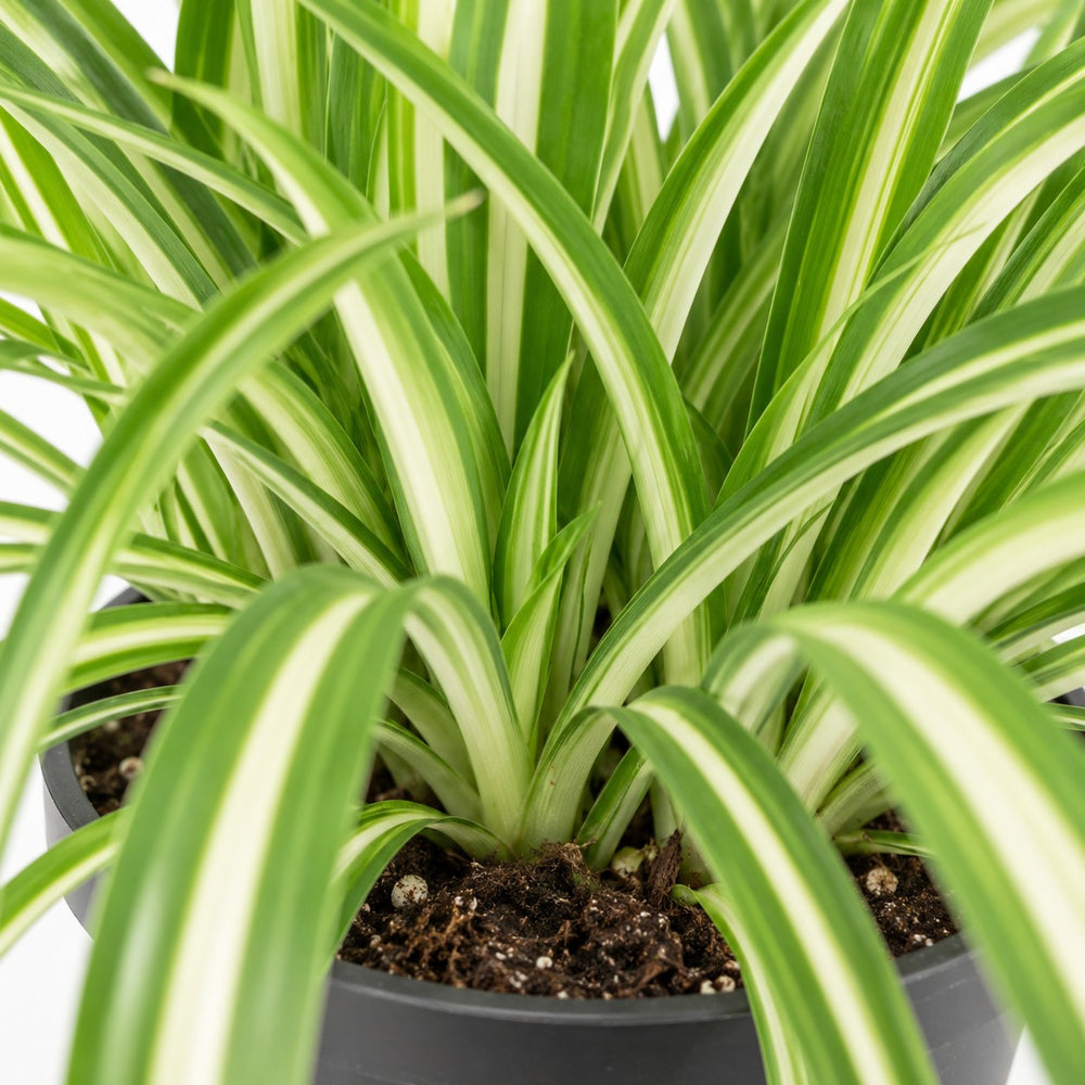 Chlorophytum Comosum Variegatum (30cm, Ø17cm), Nahaufnahme Wuchs und Triebansatz