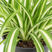 Chlorophytum Comosum Variegatum (30cm, Ø17cm), Nahaufnahme Wuchs und Triebansatz