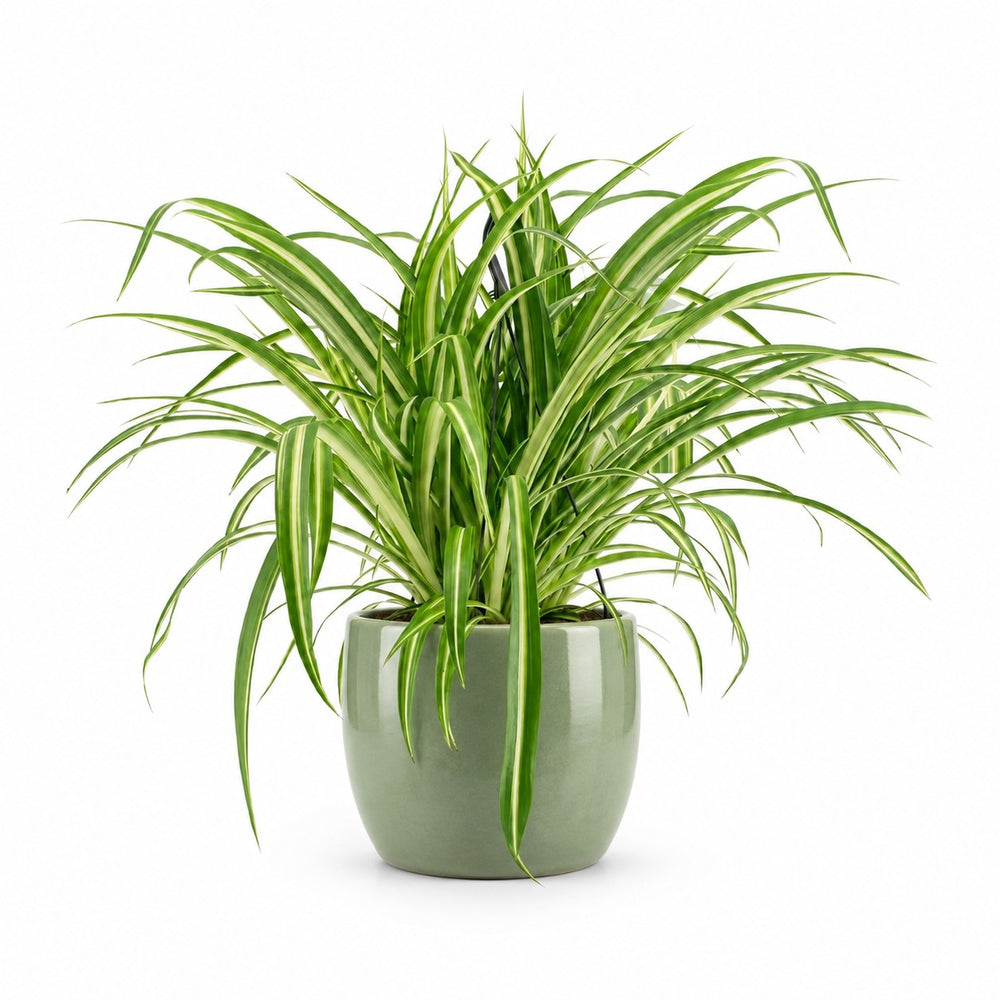 Chlorophytum Comosum Variegatum (30cm, Ø17cm), Stylingbeispiel im Übertopf (Übertopf nicht enthalten)