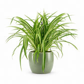Chlorophytum Comosum Variegatum (30cm, Ø17cm), Stylingbeispiel im Übertopf (Übertopf nicht enthalten)