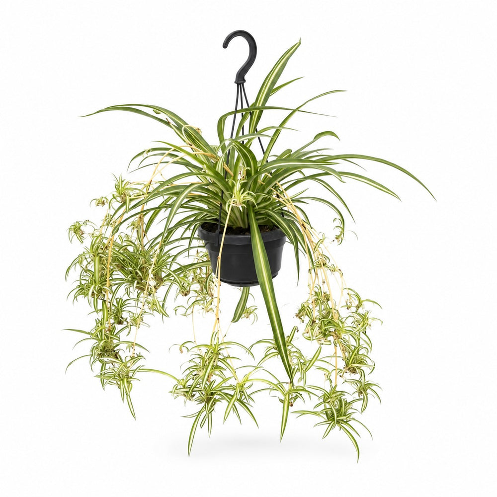 Chlorophytum Comosum Variegatum (55cm, Ø14cm) im Kulturtopf