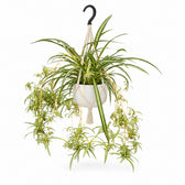 Chlorophytum Comosum Variegatum (55cm, Ø14cm), Stylingbeispiel im Übertopf (Übertopf nicht enthalten)