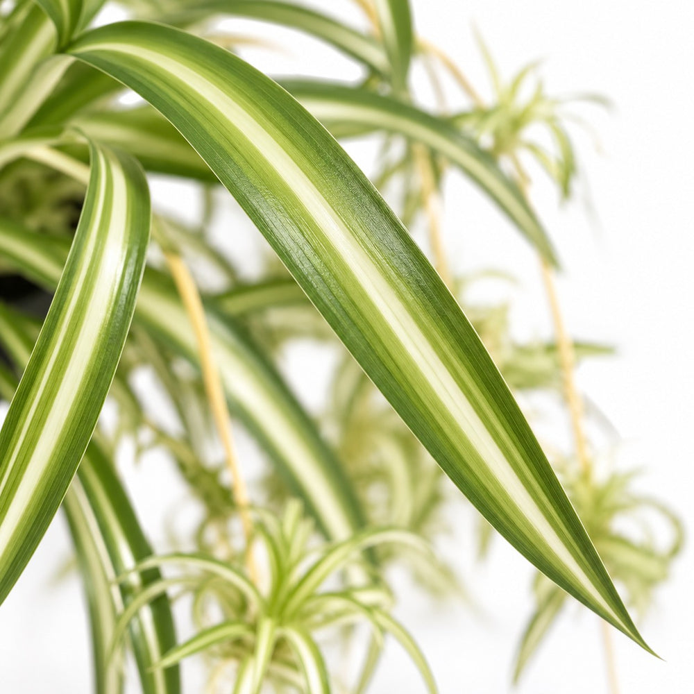 Chlorophytum Comosum Variegatum, Nahaufnahme Blatt