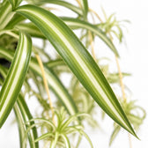 Chlorophytum Comosum Variegatum, Nahaufnahme Blatt